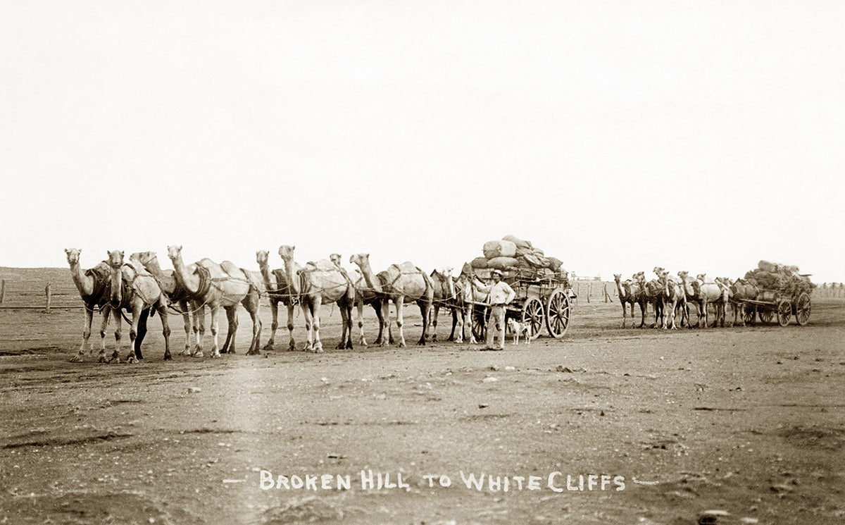 Camels Transport Wool From Broken Hill To White Cliffs, Broken Hill NSW Australia 1900