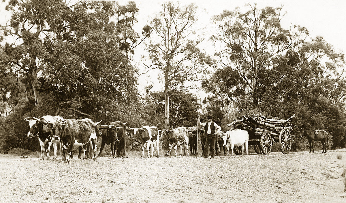 Bullock Team, Billinudgel NSW Australia 1910