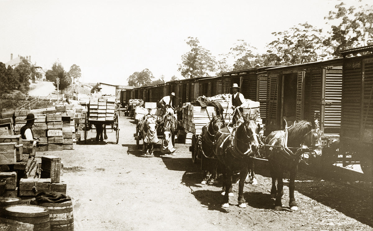 Loading Fruit For The Market, Pennant Hills NSW Australia c.1908