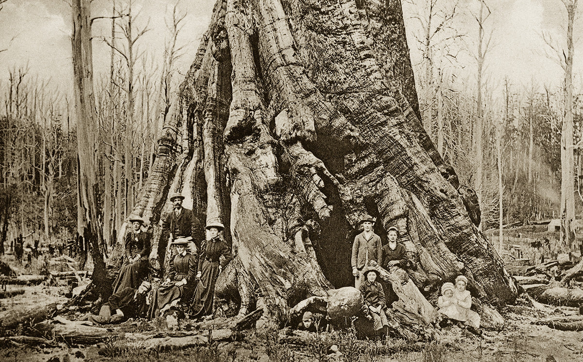 Pioneers By Giant Forest Tree, Bulga VIC Australia 1914