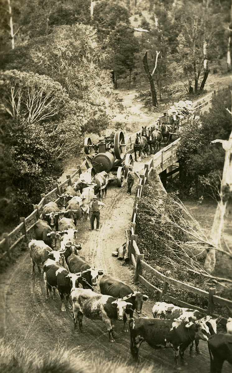 Bullock Team On Princes Highway, Orbost VIC Australia c.1918