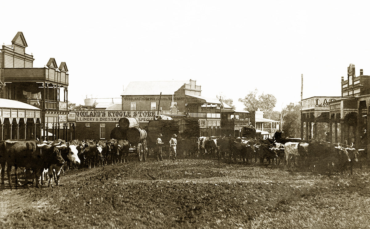 Bullock Teams On Main Street, Kyogle NSW Australia 1906
