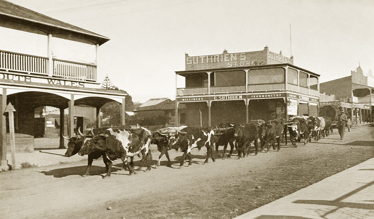 Bullock Team On Hyde Street, Bellingen NSW Australia 1910s