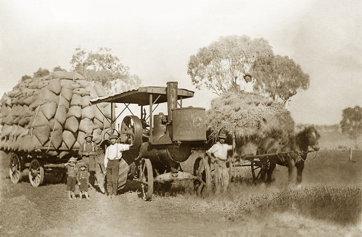 Harvesting Wheat, Gilgandra NSW Australia c.1909