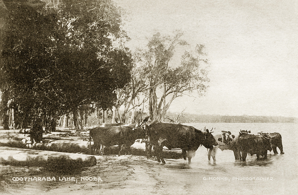 Cootharaba Lake - Near Noosa, Boreen QLD Australia c.1911