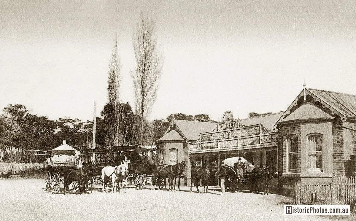 Rock Lily, Mona Vale NSW Australia c.1900