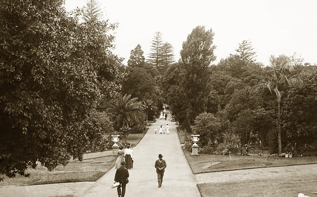 Botanical Gardens - Main Avenue, Sydney NSW Australia c.1909