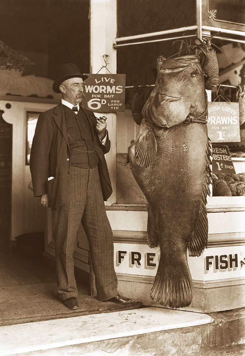 A Giant Grouper, RedCliffe QLD Australia 1909