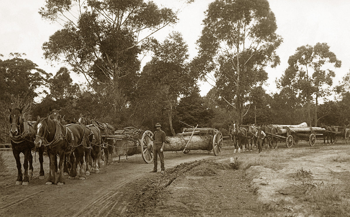Timber Drawing, Epping NSW Australia 1910s